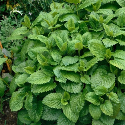 Medovka Citra - Melissa officinalis - semená medovky - 100 ks