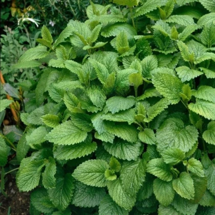 Medovka Citra - Melissa officinalis - semená medovky - 100 ks