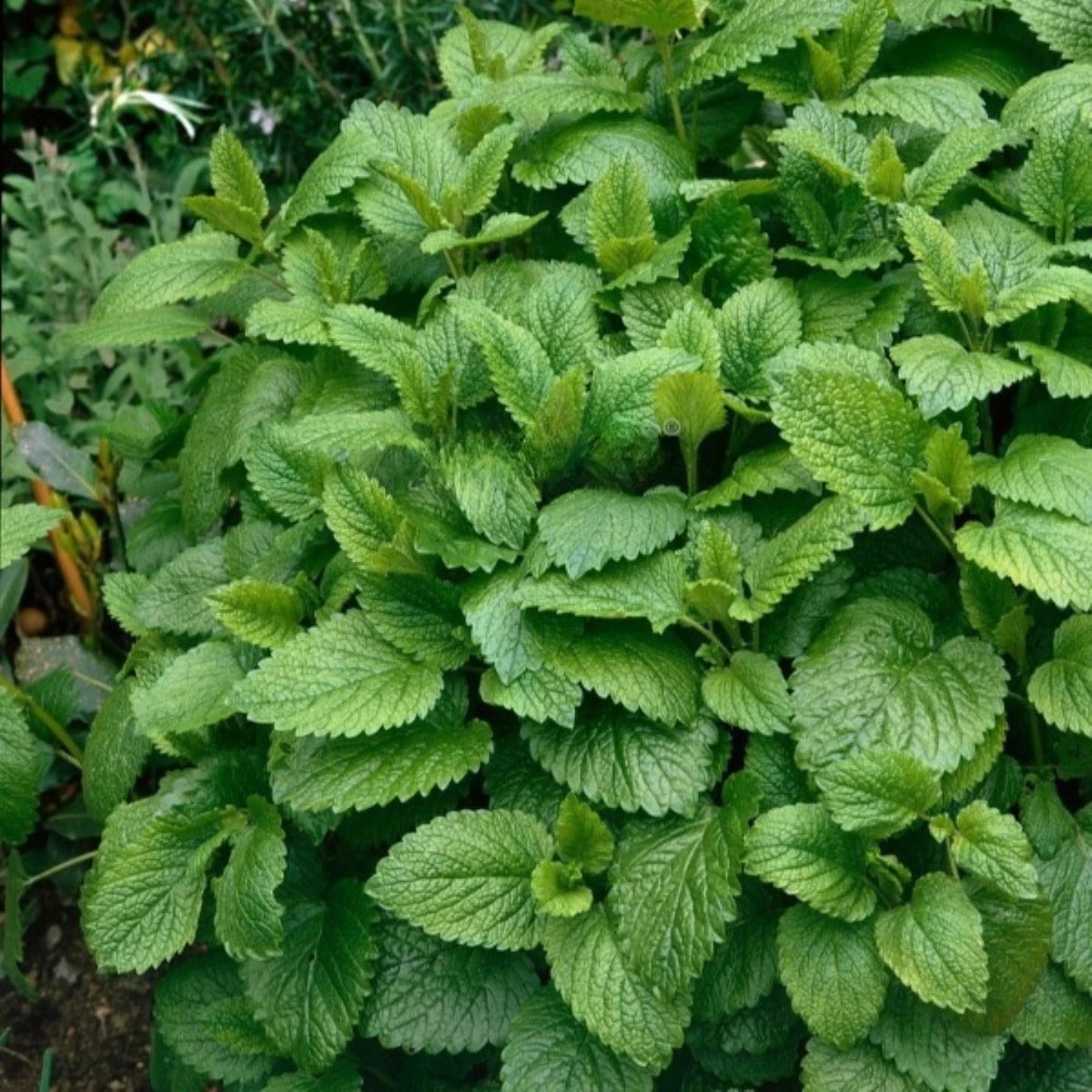 Medovka Citra - Melissa officinalis - semená medovky - 100 ks