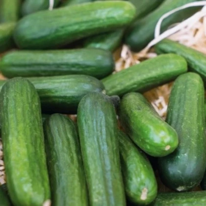 Uhorka šalátová Little Snack F1 - Cucumis sativus - semená uhorky - 8 ks
