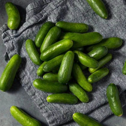Uhorka šalátová Little Snack F1 - Cucumis sativus - semená uhorky - 8 ks