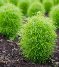 Metlica obyčajná Kochie - Kochia scoparia - semená metlice - 200 ks