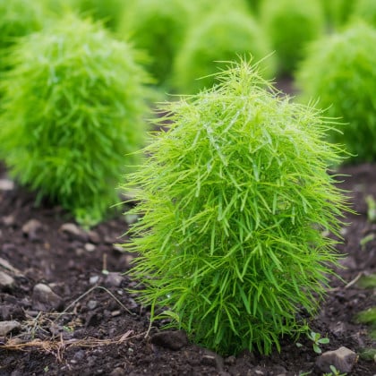 Metlica obyčajná Kochie - Kochia scoparia - semená metlice - 200 ks