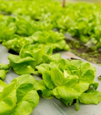 Šalát hlávkový prezimujúci Humil - Lactuca sativa - semená šalátu - 100 ks