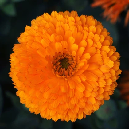 Nechtík lekársky Bon Bon oranžový - Calendula officinalis - semená nechtíka - 20 ks