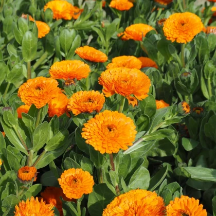 Nechtík lekársky Bon Bon oranžový - Calendula officinalis - semená nechtíka - 20 ks