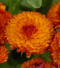 Nechtík lekársky Neon - Calendula officinalis - semená nechtíka - 40 ks