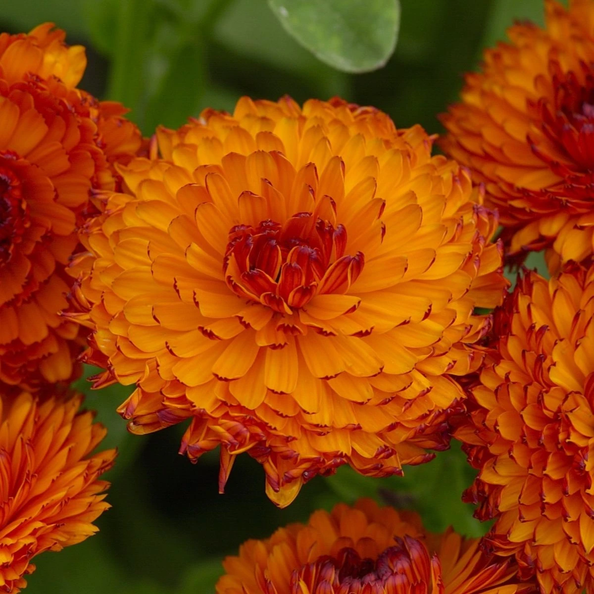 Nechtík lekársky Neon - Calendula officinalis - semená nechtíka - 40 ks