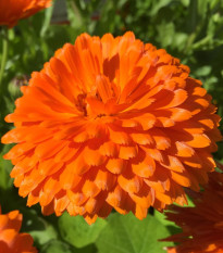 Nechtík lekársky Orange Double - Calendula officinalis - semená nechtíka - 50 ks