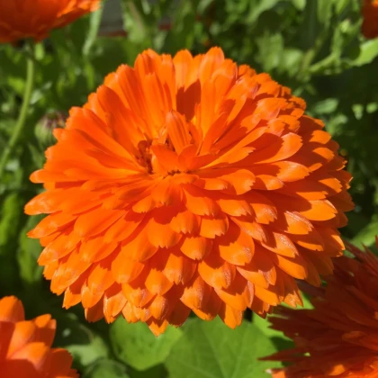 Nechtík lekársky Orange Double - Calendula officinalis - semená nechtíka - 50 ks