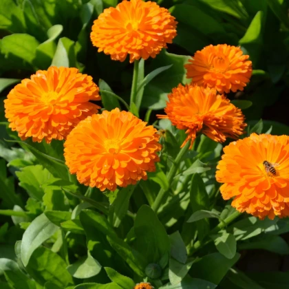 Nechtík lekársky Orange Double - Calendula officinalis - semená nechtíka - 50 ks