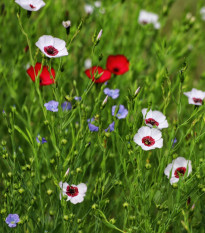 Ľan siaty zmes farieb - Linum grandiflorum - semená ľanu - 180 ks
