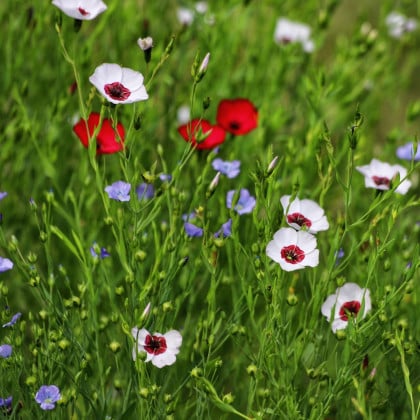 Ľan siaty zmes farieb - Linum grandiflorum - semená ľanu - 180 ks