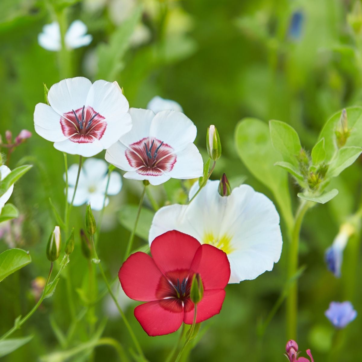Ľan veľkokvetý zmes farieb - Linum grandiflorum - semená ľanu - 180 ks