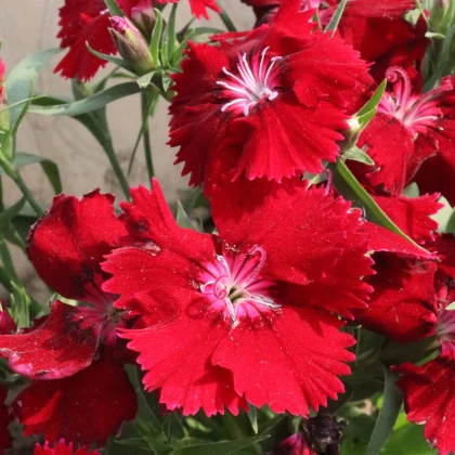 Klinček Chiba Red F1 - Dianthus interspecific - semená klinčeka - 18 ks
