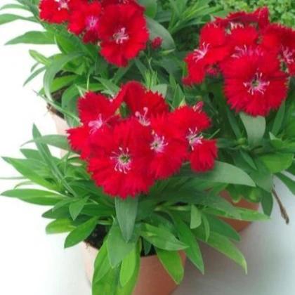 Klinček Chiba Red F1 - Dianthus interspecific - semená klinčeka - 18 ks