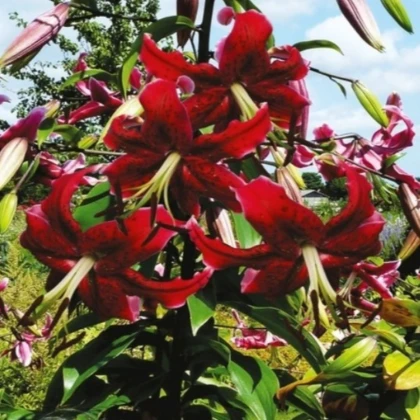 Ľalia Miss Feya - Lilium - cibuľoviny - 1 ks