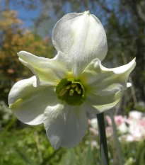 Narcis Sinopel - Narcissus - cibuľa narcisu - 3 ks