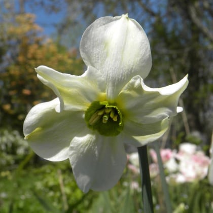 Narcis Sinopel - Narcissus - cibuľa narcisu - 3 ks