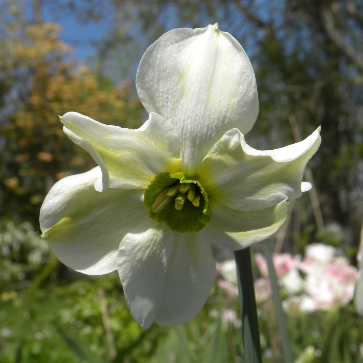 Narcis Sinopel - Narcissus - cibuľa narcisu - 3 ks