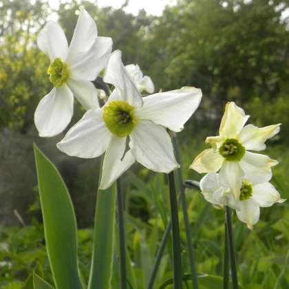 Narcis Sinopel - Narcissus - cibuľa narcisu - 3 ks