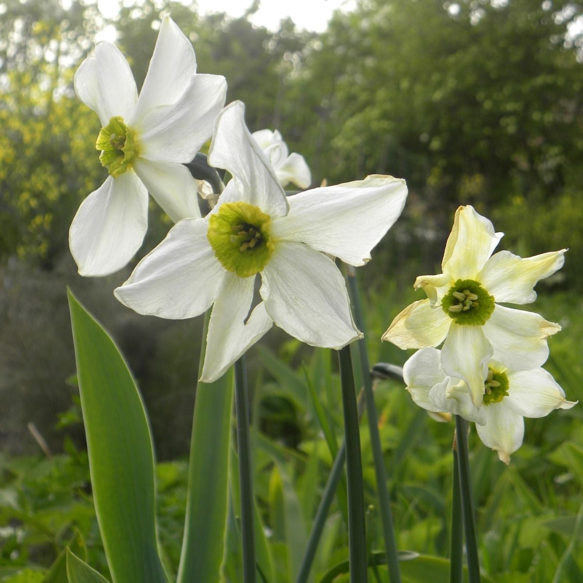 Narcis Sinopel - Narcissus - cibuľa narcisu - 3 ks