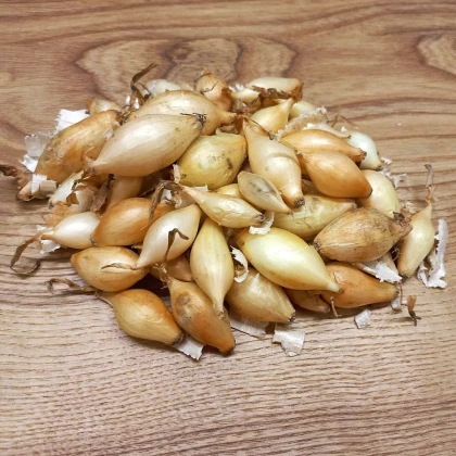 Sadzačka Winteria - Allium cepa - cibuľky - 250 g