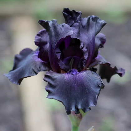 Kosatec Black Night - Iris germanica - hľuzy kosatca - 1 ks