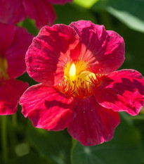 Kapucínka nízka Baby Deep Rose - Kapucínka - Tropaeolum mínus - semená kapucínka - 8 ks