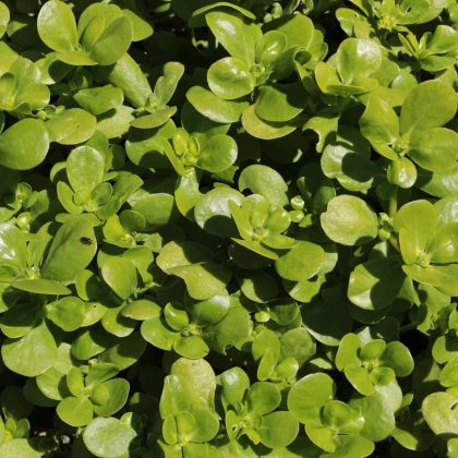 Portulaka zeleninová - Portulaca oleracea sativa - semená portulaky - 200 ks