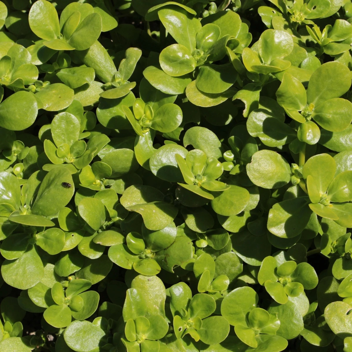 Portulaka zeleninová - Portulaca oleracea sativa - semená portulaky - 200 ks