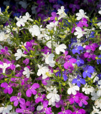Lobelka previsnutá Color Cascade - zmes - Lobelia erinus pendula - semená - 500 ks