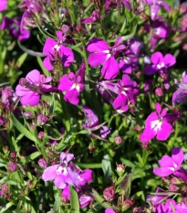 Lobelka drobná Riviera Rose - Lobelia erinus - semená lobelky - 500 ks