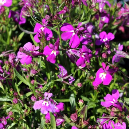 Lobelka drobná Riviera Rose - Lobelia erinus - semená lobelky - 500 ks