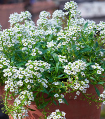 Lobulária prímorská Yucon White - Lobularia maritima - semená lobulárie - 50 ks