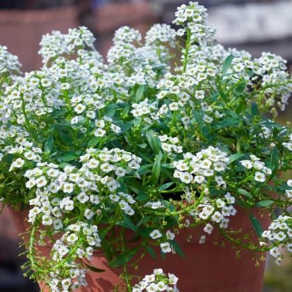Lobulária prímorská Yucon White - Lobularia maritima - semená lobulárie - 50 ks