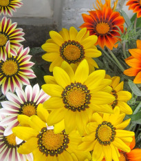 Gazánia Kiss Flame Mix F1 - Gazania rigens - semená gazánie - 18 ks