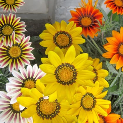 Gazánia Kiss Flame Mix F1 - Gazania rigens - semená gazánie - 18 ks