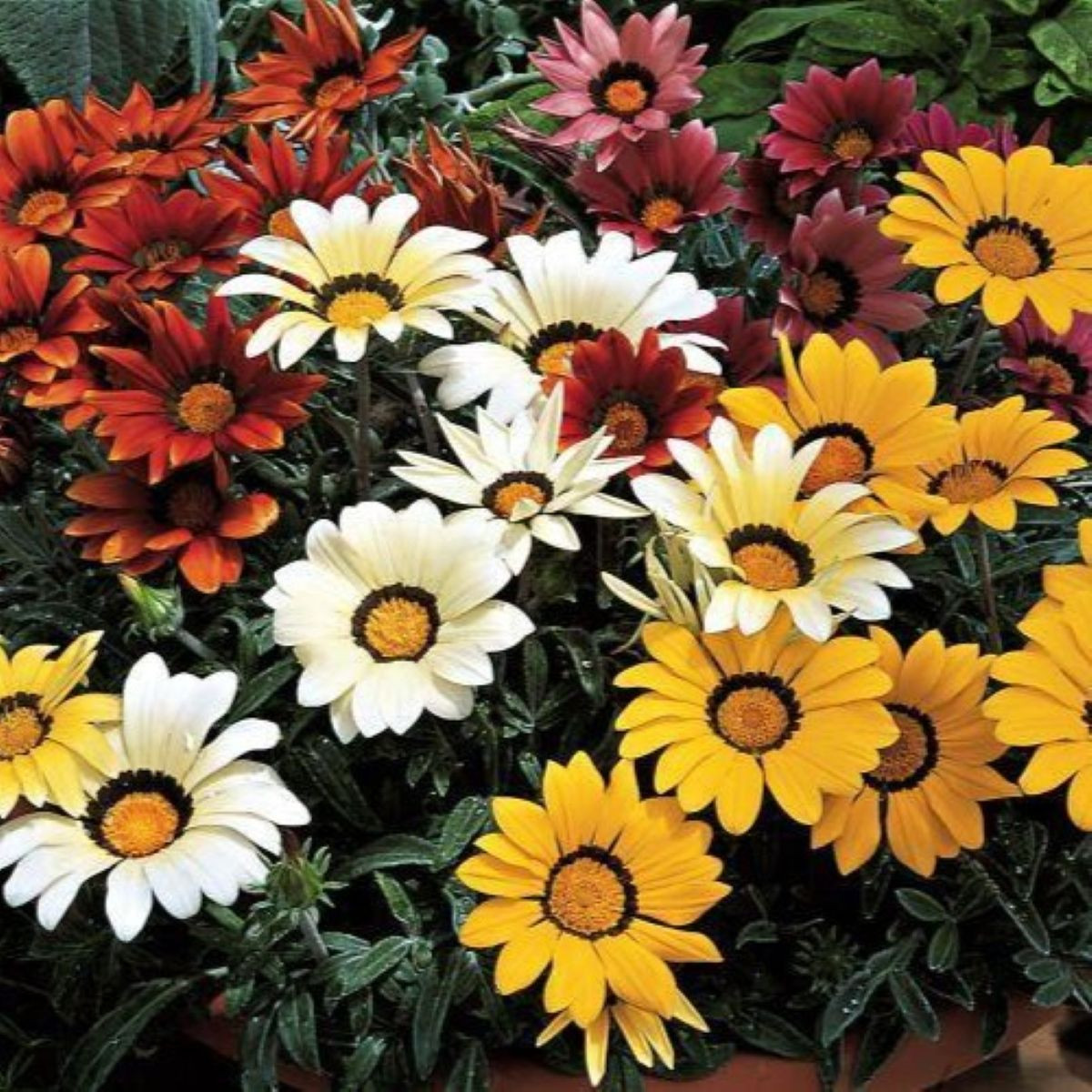 Gazánia Kiss Flame Mix F1 - Gazania rigens - semená gazánie - 18 ks