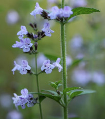 Kocúrnik obyčajný - Nepeta cataria - semená kocúrnika - 15 ks