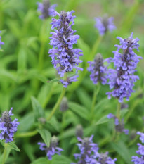 Kocúrnik - Nepeta nervosa - semená kocúrnika - 15 ks