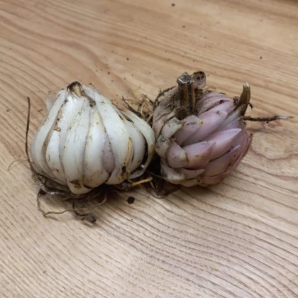 Ľalia biela liečivá - Lilium candidum - cibuľoviny - 1 ks