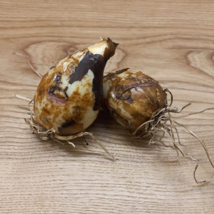 Ladoník bledomodrý - Camassia cusickii - cibuľa scily - 2 ks