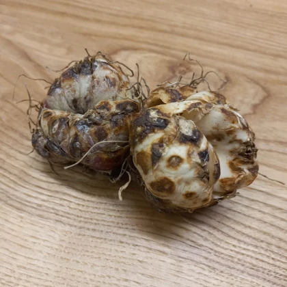 Ľalia Blacklist - Lilium - cibuľa ľalia - 1 ks