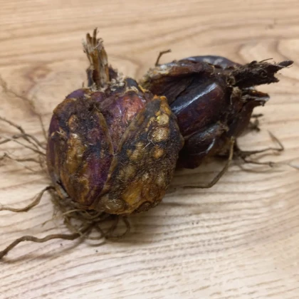 Ľalia kráľovská - Lilium regale - cibuľa ľalie - 1 ks