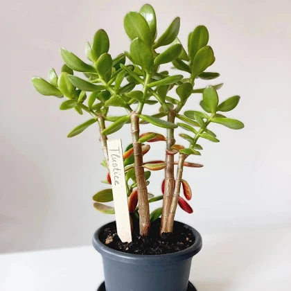 Zápich na označenie sadeníc - drevené pomôcky - 1 ks