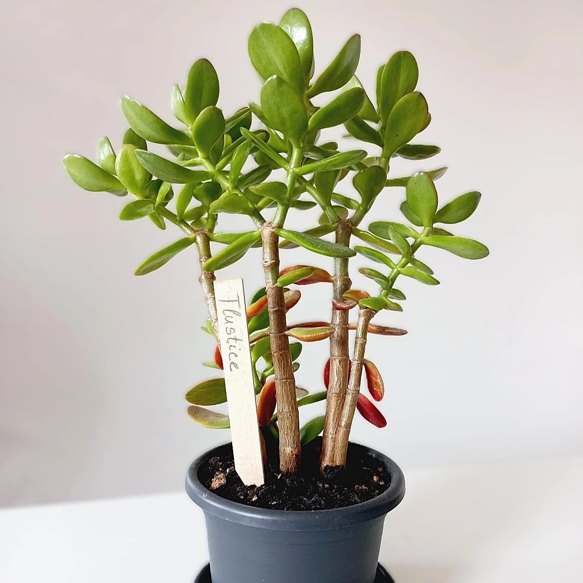 Zápich na označenie sadeníc - drevené pomôcky - 1 ks