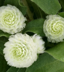 Gomfréna hlávkatá Ping Pong White - Gomphrena globosa - semená gomfrény - 20 ks