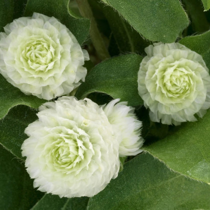 Gomfréna hlávkatá Ping Pong White - Gomphrena globosa - semená gomfrény - 20 ks