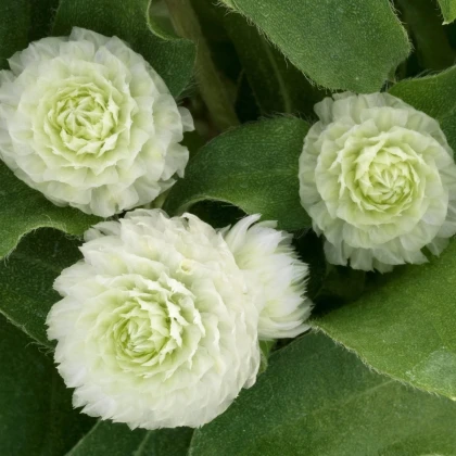 Gomfréna hlávkatá Ping Pong White - Gomphrena globosa - semená gomfrény - 20 ks